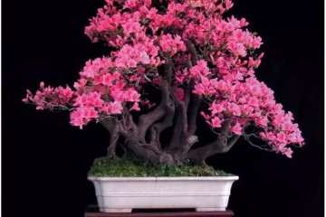 野生映山红盆景怎么栽培与养护