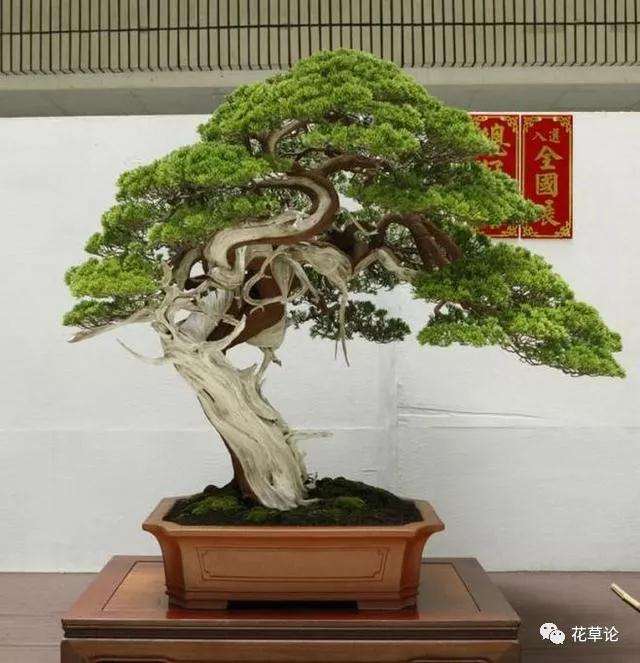 为什么很多人用柏树制作盆景