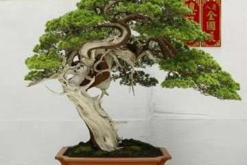 为什么很多人用柏树制作盆景