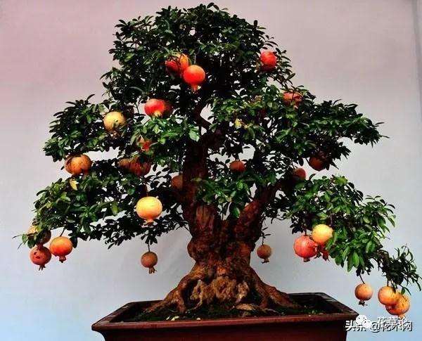 石榴盆景的花盆和土壤怎么选择