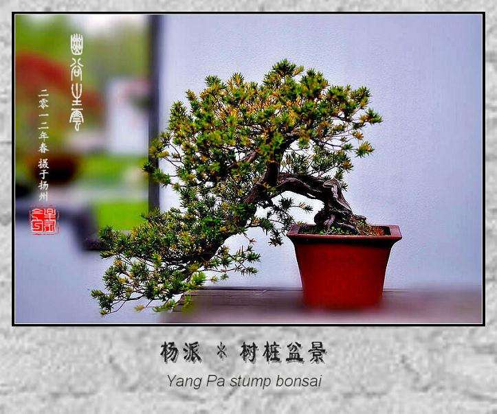 徽派树桩盆景的造型工具和绑缚材料