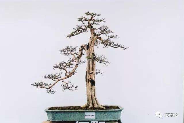九里香盆景怎么繁殖造型的方法