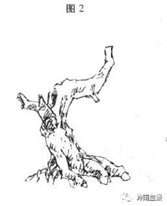 岭南树桩盆景制作中的7个宜忌