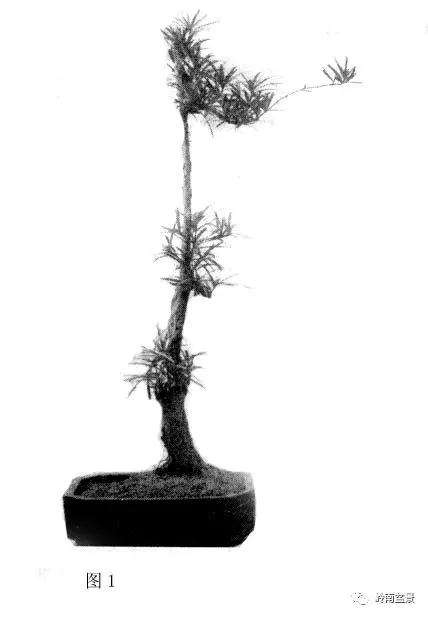 岭南树桩盆景制作中的7个宜忌