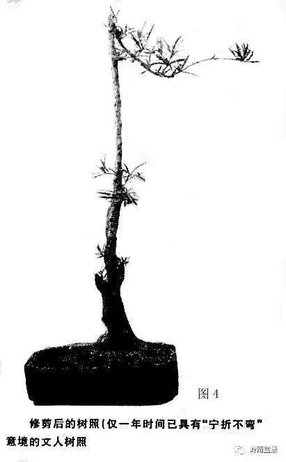 岭南树桩盆景制作中的7个宜忌