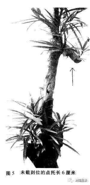 岭南树桩盆景制作中的7个宜忌