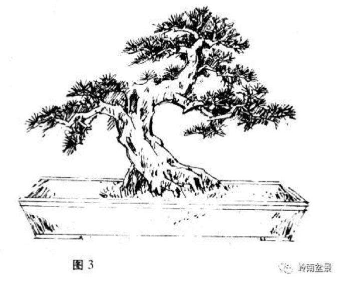 岭南树桩盆景制作中的7个宜忌