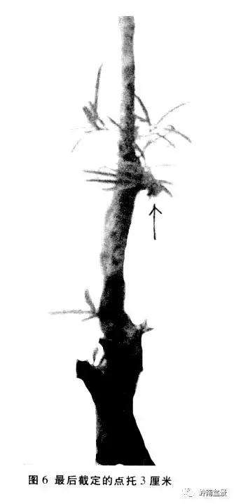 岭南树桩盆景制作中的7个宜忌