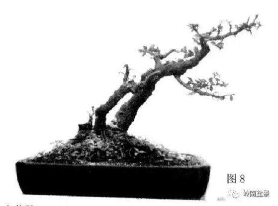 岭南树桩盆景制作中的7个宜忌