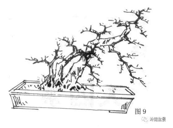 岭南树桩盆景制作中的7个宜忌