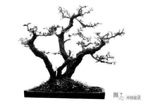 岭南树桩盆景制作中的7个宜忌