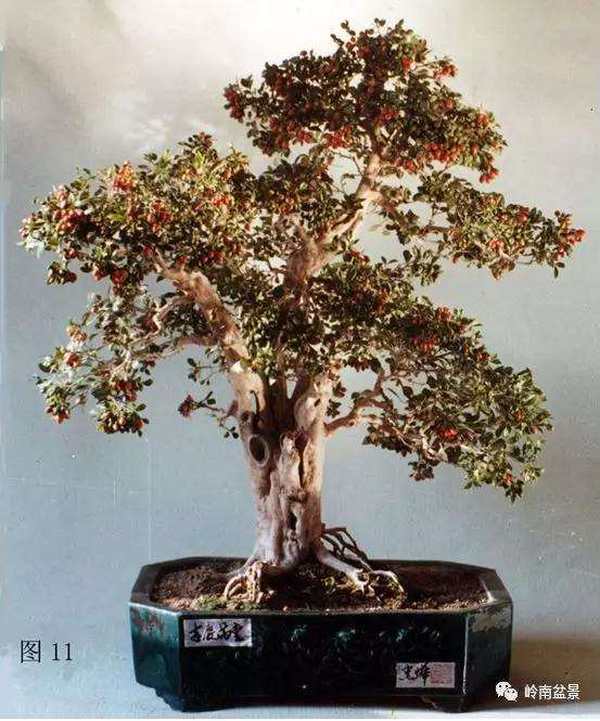 岭南树桩盆景制作中的7个宜忌