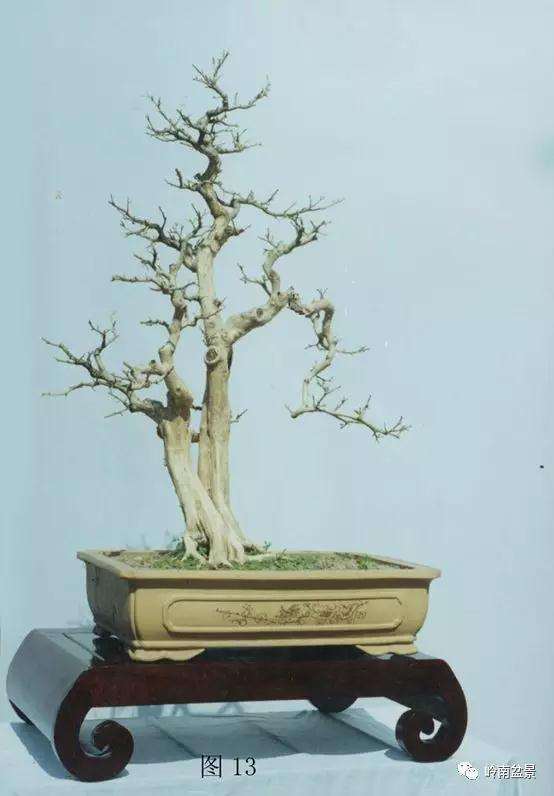 岭南树桩盆景制作中的7个宜忌