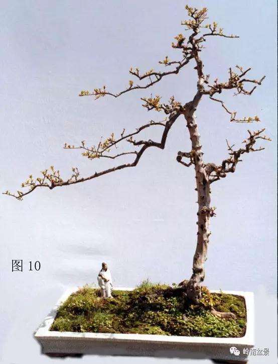 岭南树桩盆景制作中的7个宜忌