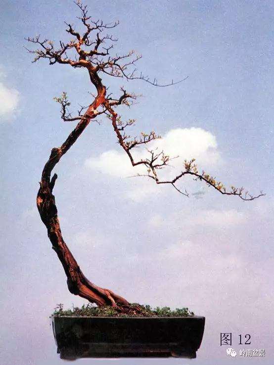 岭南树桩盆景制作中的7个宜忌