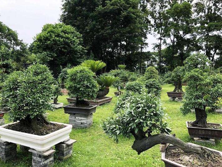 盆景专家一行查看安龙村盆景基地