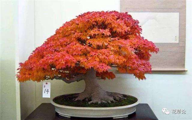 室内枫树盆景的叶子在冬天怎么养护