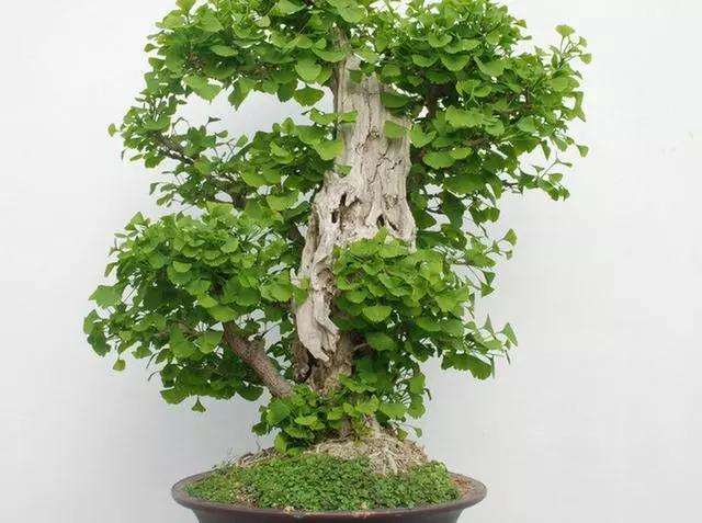 盆景银杏树怎么嫁接的3个方法