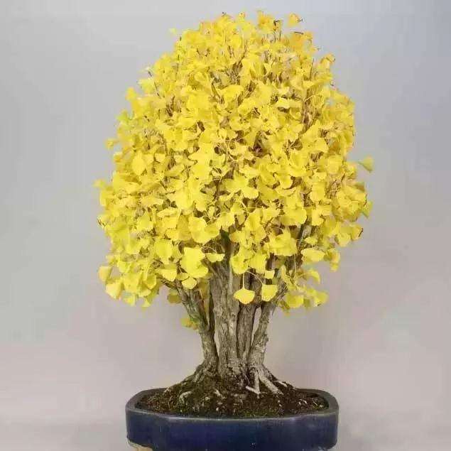 盆景银杏树怎么嫁接的3个方法