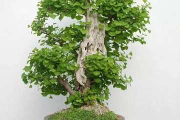 盆景银杏树怎么嫁接的3个方法 图片