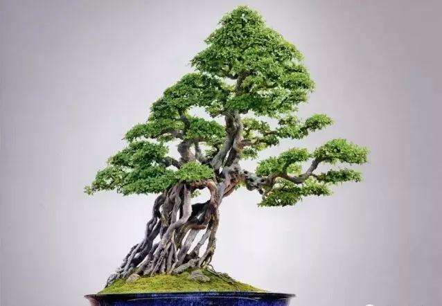 雀梅盆景在移栽上盆后怎么办 图片