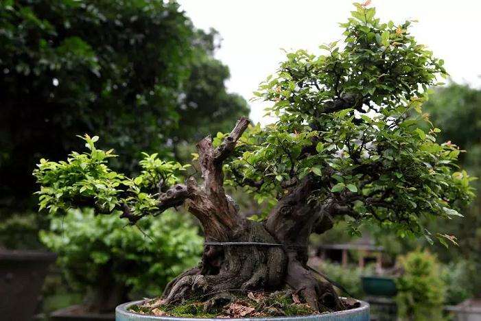 雀梅盆景夏天可不可以上盆移栽