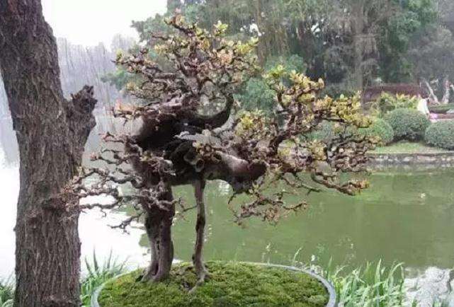 雀梅盆景夏天可不可以上盆移栽