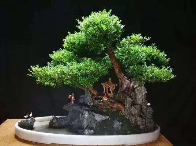 花卉盆景怎么浇水的方法