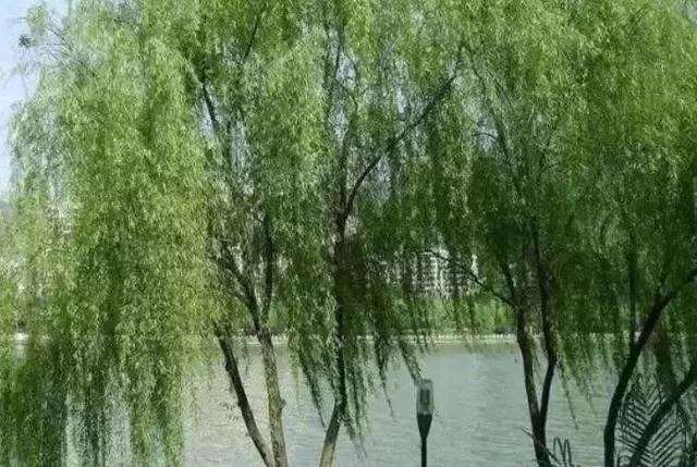 用柳树皮作盆景生根剂效果最好