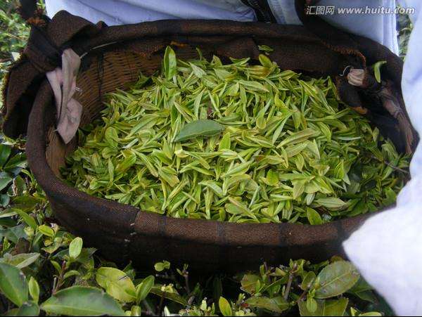 用茶叶做盆景的肥料 