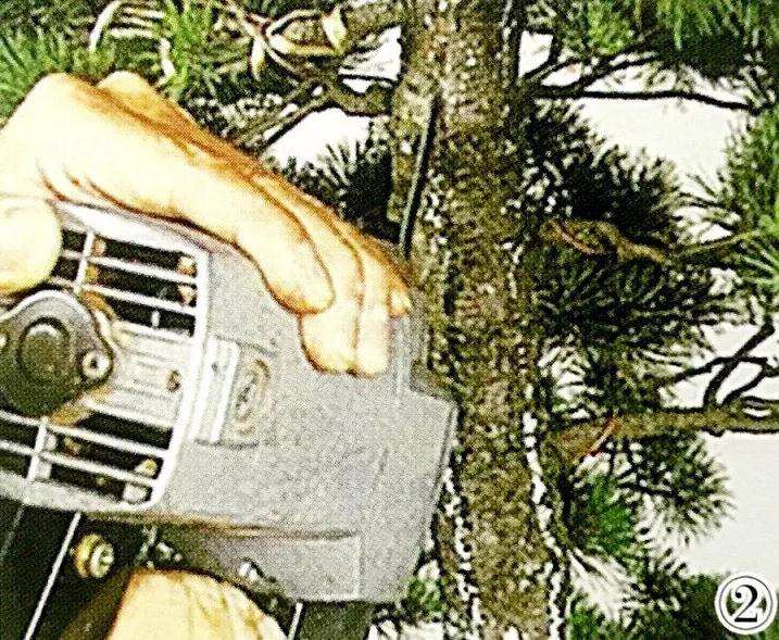 五针松丛林盆景怎么制作的方法