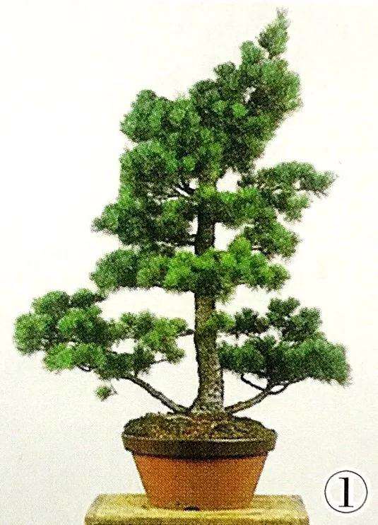 五针松丛林盆景怎么制作的方法