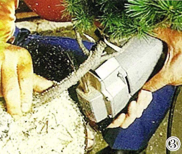 五针松丛林盆景怎么制作的方法