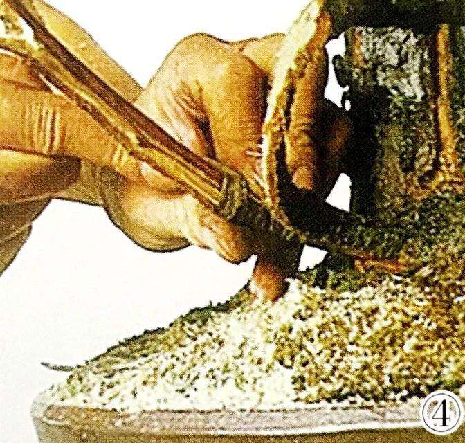 五针松丛林盆景怎么制作的方法