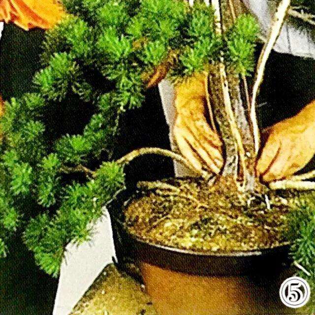 五针松丛林盆景怎么制作的方法