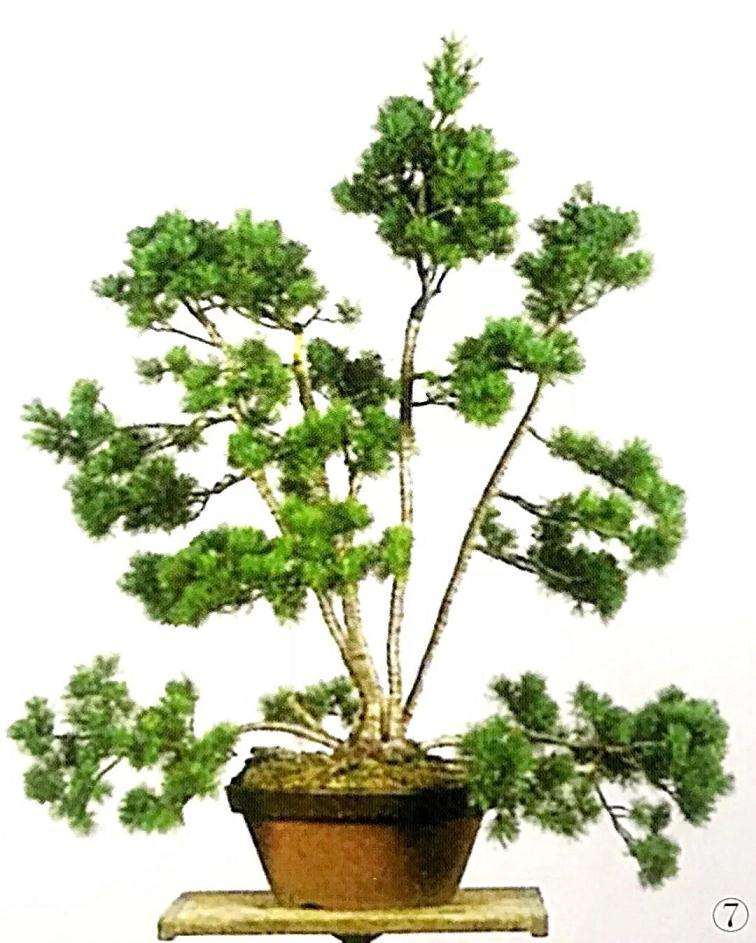 五针松丛林盆景怎么制作的方法