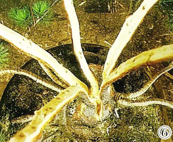 五针松丛林盆景怎么制作的方法