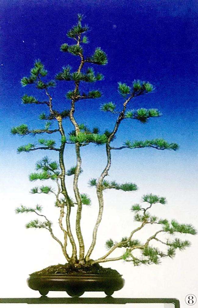 五针松丛林盆景怎么制作的方法