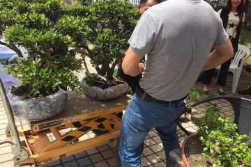 绍兴市风景园林学会组织的全市性盆景展