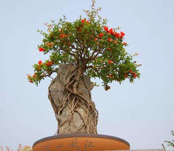 夏天是石榴盆景病虫害的高发期