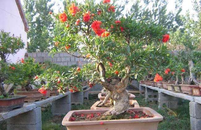 夏季石榴盆景怎么疏果修剪的方法