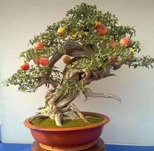 石榴盆景怎么浇水施肥有利于发芽 图片