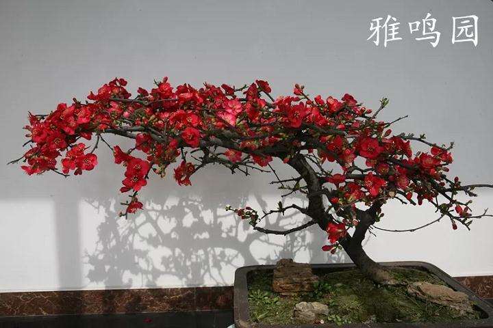 山东雅鸣园盆景产业化生产基地