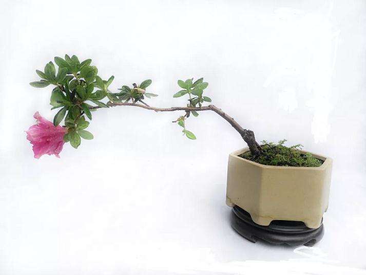 室内盆景怎么摆设的方法