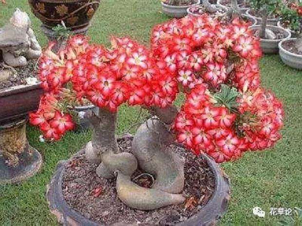 在夏天怎么养护沙漠玫瑰盆景的方法