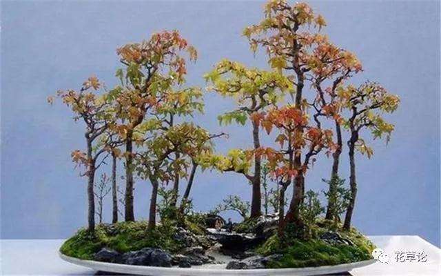为什么冬天枫树盆景要移到室内养护