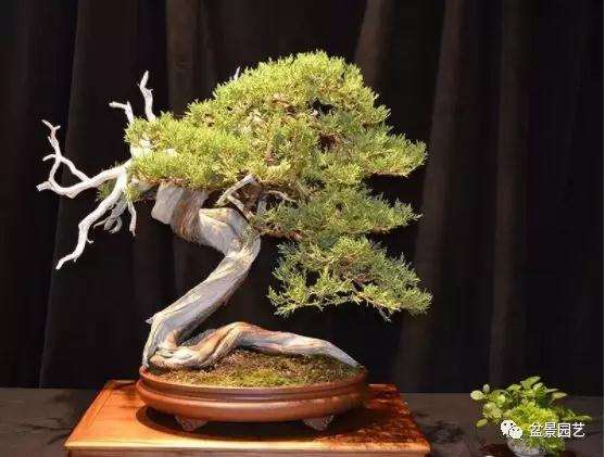 树桩盆景怎么布局对协调最好