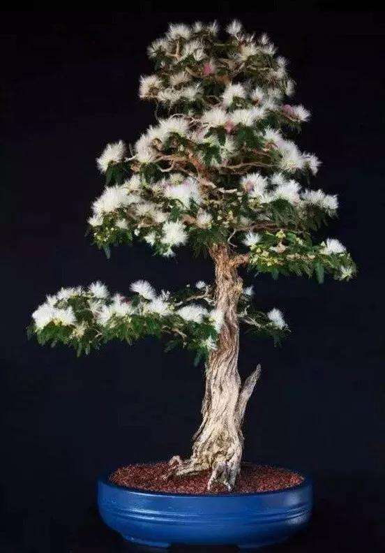 合欢盆景桩材怎么造型的方法