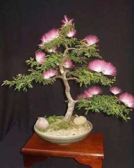 合欢盆景怎么光照与浇水的方法