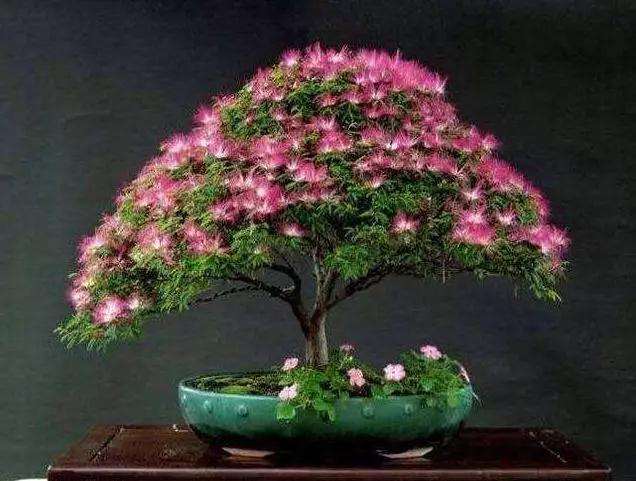 合欢树盆景采掘后怎么上盆修剪